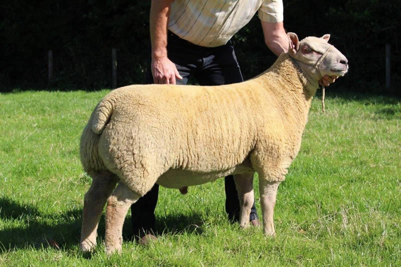 Bronwydd Pride of Pembroke 15WAJ00415 Bronwydd Pride of Pembroke 15WAJ00415